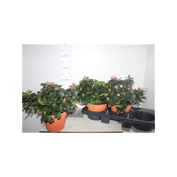 <h4>Rhodo Si Gem 3 Srt 35cm Xxl</h4>