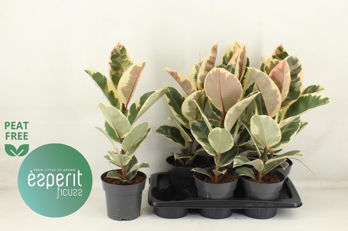 <h4>FIC EL TINEKE</h4>