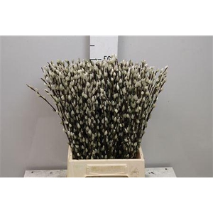 Salix Ca Snow Flake
