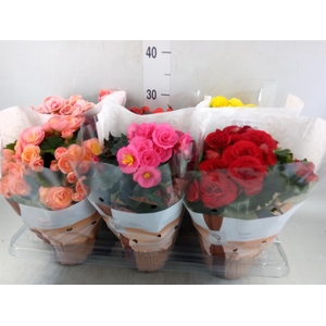 Begonia elat. DU   ...mix