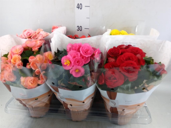 <h4>Begonia elat. DU   ...mix</h4>