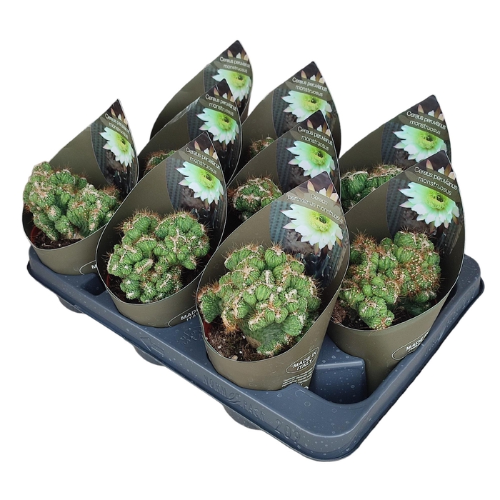 <h4>CERE MONSTR</h4>