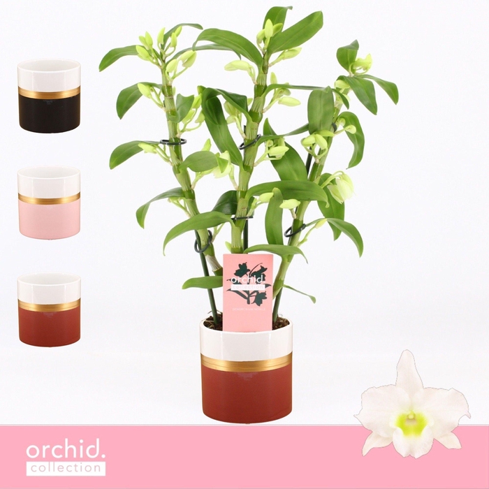 <h4>Dendrobium Nobilé, Apollon 3-spike Compact in Dolomite Horizon 'Orchid Collection'</h4>