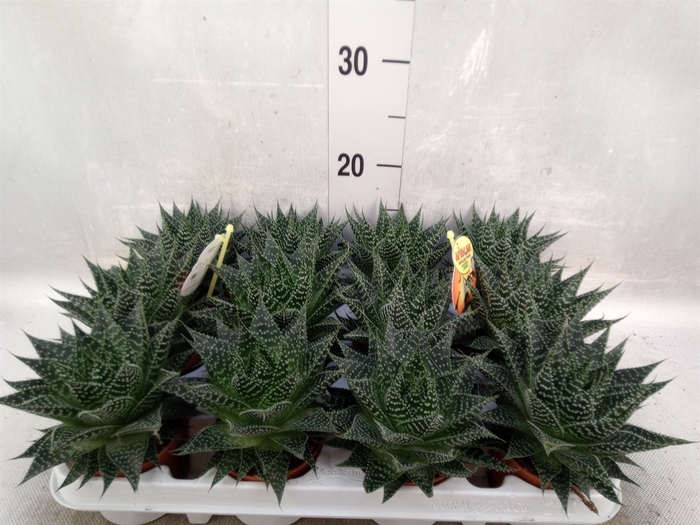 <h4>Gasteria</h4>