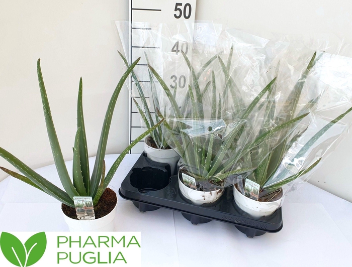 <h4>ALOE VERA</h4>