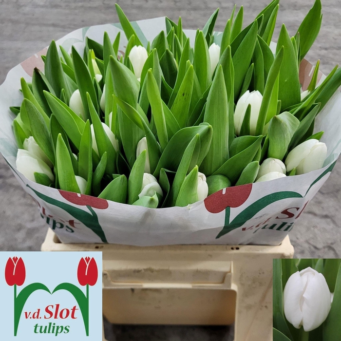 <h4>TU EN ROYAL VIRGIN</h4>