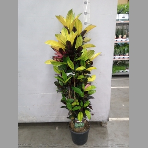 Codiaeum var. KL 'Mrs Iceton'
