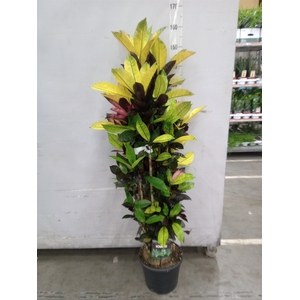 Codiaeum var. KL 'Mrs Iceton'