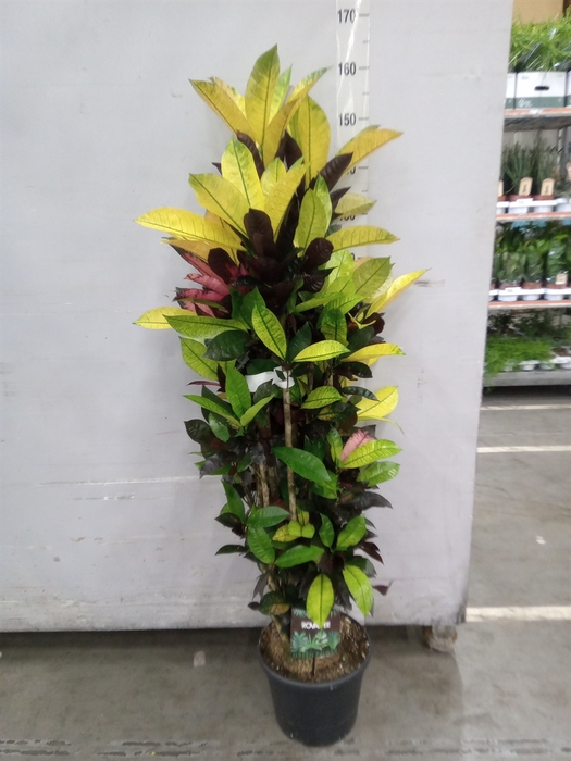 <h4>Codiaeum var. KL 'Mrs Iceton'</h4>