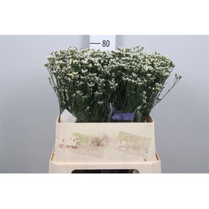 Lim Sin White Lace (parfumed)