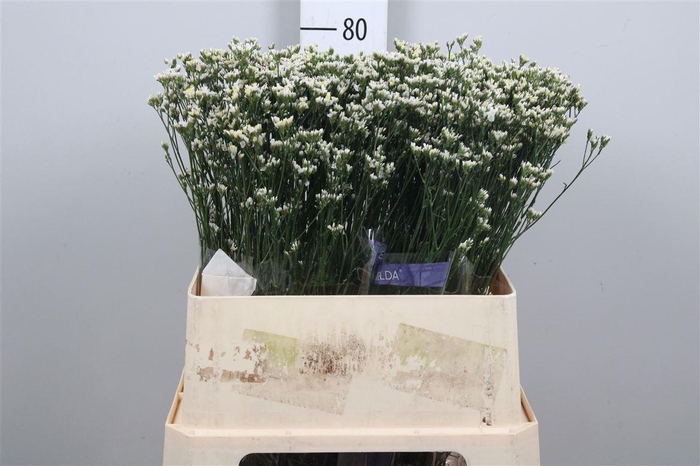 <h4>Lim Sin White Lace (parfumed)</h4>