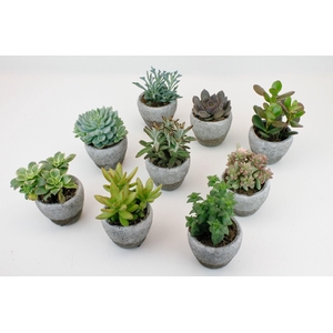 Succulenten mix in Oman Pot