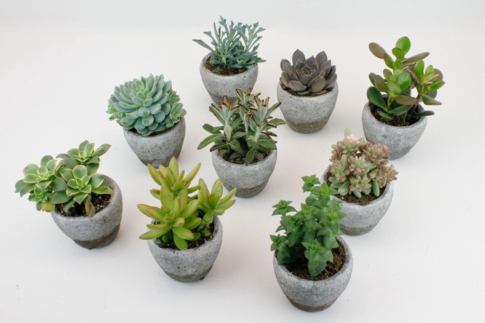 <h4>Succulenten mix in Oman Pot</h4>