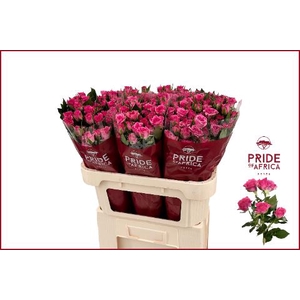 ROSA TR 'LIANNE'