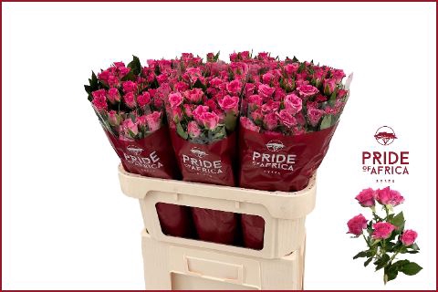<h4>ROSA TR 'LIANNE'</h4>