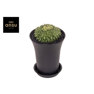 Gymno Cactus 'Spineless' Island XXL