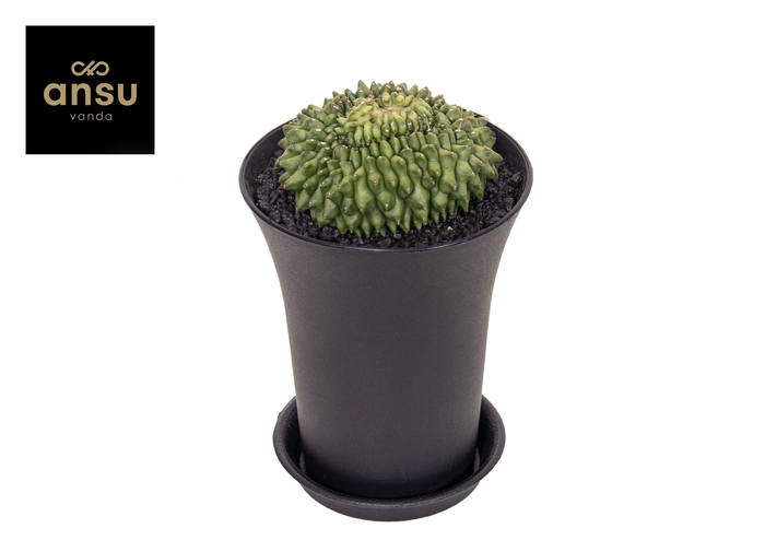 <h4>Gymno Cactus 'Spineless' Island XXL</h4>