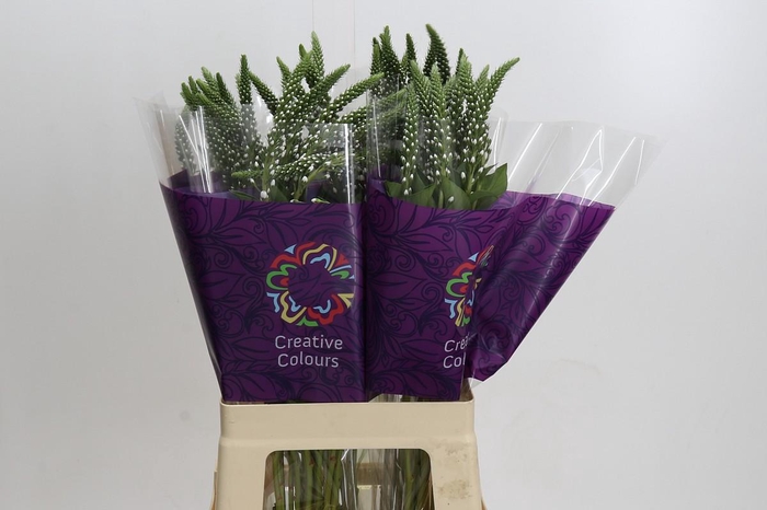 <h4>Lysimachia Elisabeth</h4>