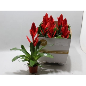 Vriesea Twinkle 10,5Ø 30cm