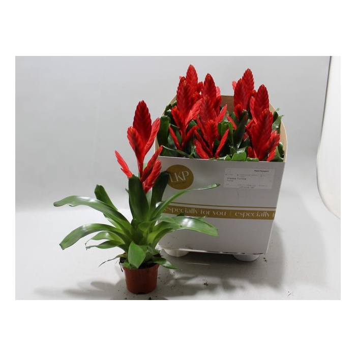 <h4>Vriesea Twinkle 10,5Ø 30cm</h4>