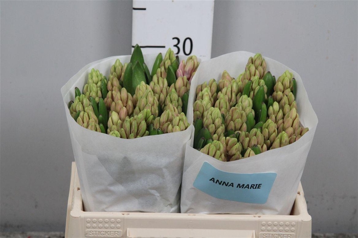 <h4>Hyac Anna Marie</h4>