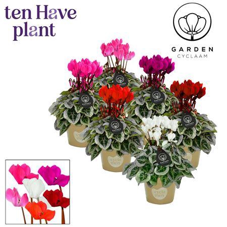<h4>Cycl Kl Garden</h4>