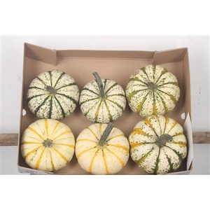 Cucurbita P-ke Mon