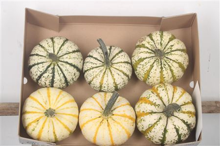 <h4>Cucurbita P-ke Mon</h4>
