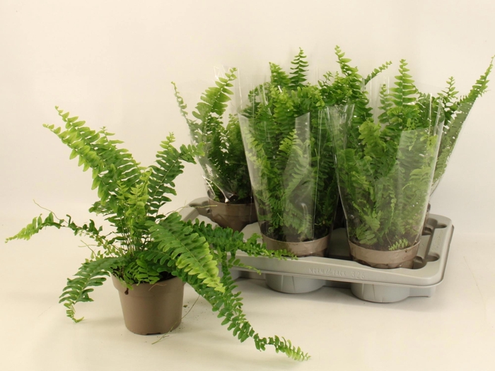 <h4>NEPHR EX GREEN LADY</h4>