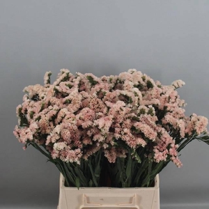 LIM S APRI SUN BIRDS