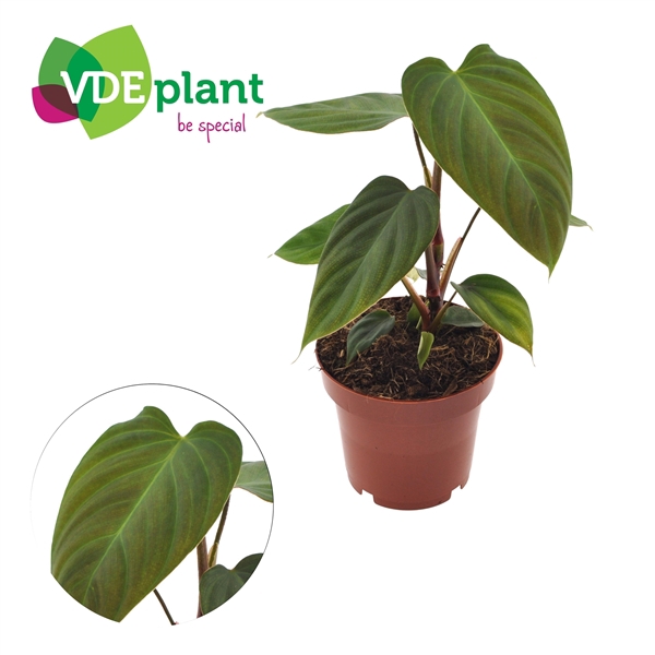 <h4>Philodendron Nangaritens 12cm</h4>