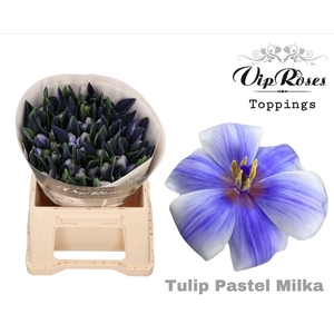 Vip Tu En Rv Pastel Milka