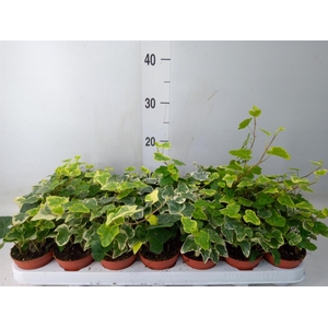 Hedera helix 'White Wonder'