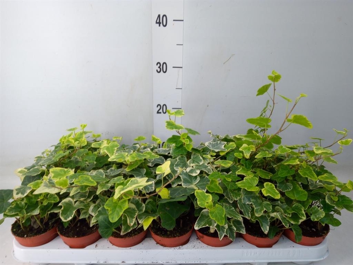 <h4>Hedera helix 'White Wonder'</h4>