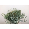 Euca Nicoly 300gr P Bunch