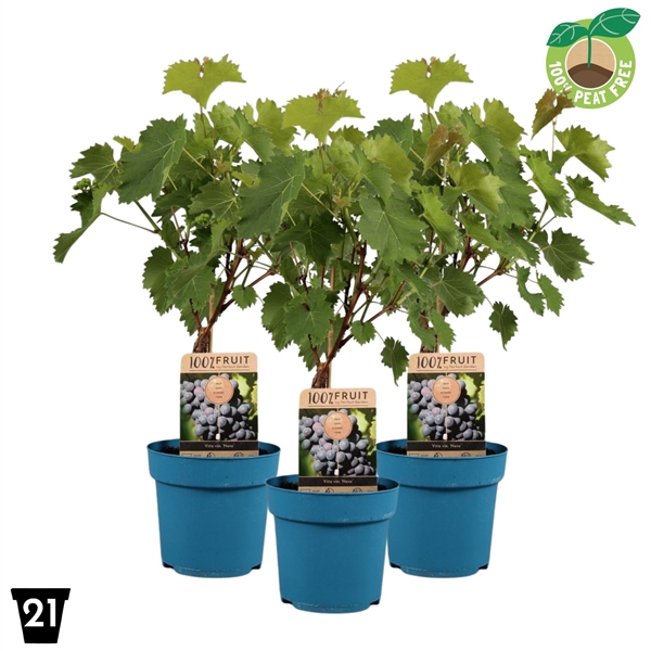 <h4>Vitis vinifera 'Nero', P21 op stam</h4>