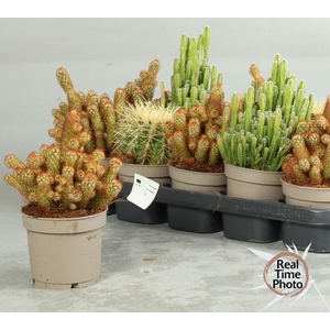 CACTUS OV