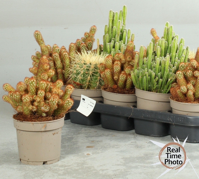 <h4>CACTUS OV</h4>