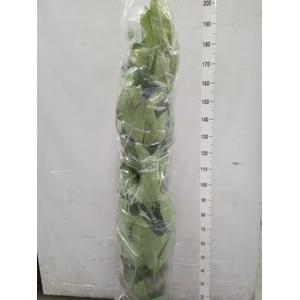 Schefflera actin. 'Amate'