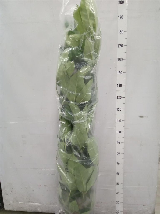 <h4>Schefflera actin. 'Amate'</h4>