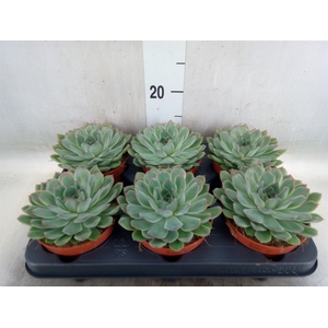 Echeveria pulidonis