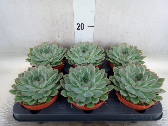 <h4>Echeveria pulidonis</h4>