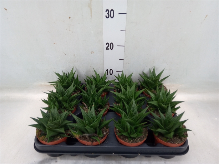 <h4>Haworthia limifolia</h4>