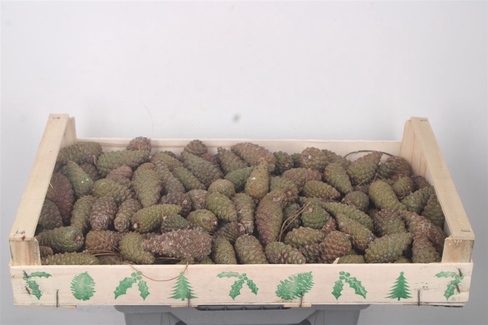 <h4>Pinea Small Fresh X150</h4>