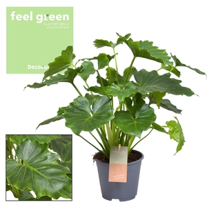 Philodendron Shangri La Feel Green (Decorum)