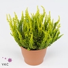 CALLU GA G ZETA