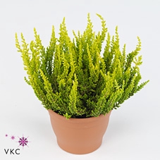 CALLU GA G ZETA