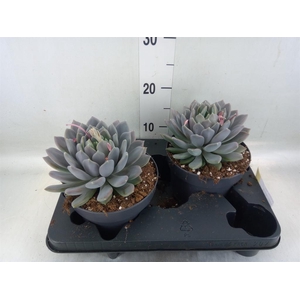 Pachyphytum  'Draco'