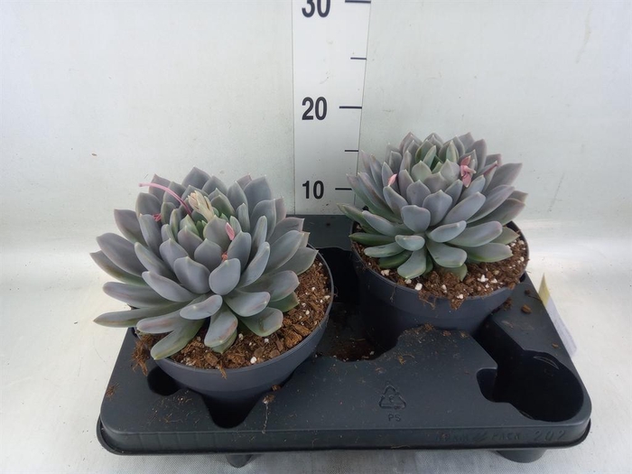 <h4>Pachyphytum 'Draco'</h4>