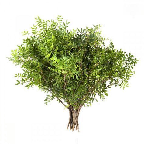 <h4>ŽAL PISTACIA 60 CM</h4>